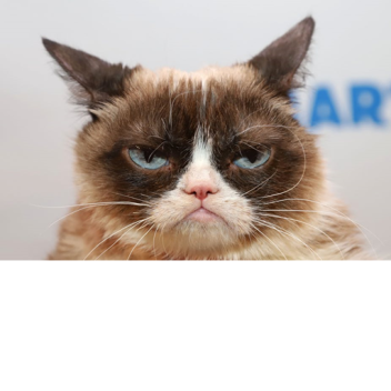 The Full Become A Freaking Cat Simulator