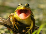frog 8 : )