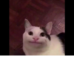 Disappointed Cat