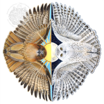 Owls Of The New Moon