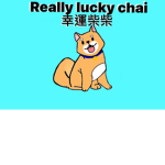 柴柴的粉絲聚集地