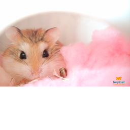 Hamster Land