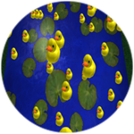 Ducks (FAN special)