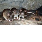 Glue Rats