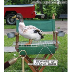 The Ducks!!!!!!!!