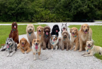 ProDogGamers