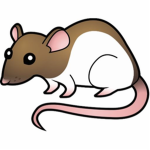 The Chill Rat Army