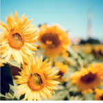 •sunflowers_2022•