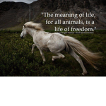 Freedom for Animals