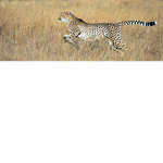 Cheetah Fans