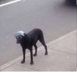 Swaggy dog