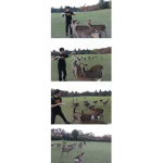 Deer park