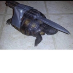 Turtle knife clothing