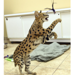 Teh Savage Cats