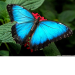 saraiblue
