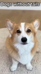 Dogs without tails like u