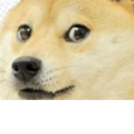 THE DOGES >:D