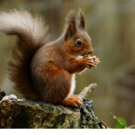 Squirrels are for life