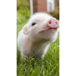 Very cute piggys
