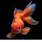 Fish crew United