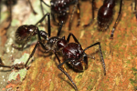 Bullet Ant Kingdom