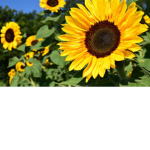 Nat’s sunflowers :)