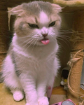 Puffs.puffy
