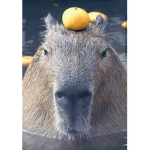 Capybara sky