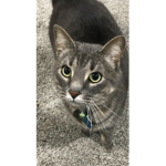 Smokey the Cat fans
