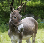 Mule Productions
