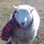 las cabras de bloxburg B)