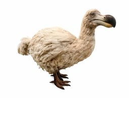 Dodo Obby