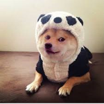 TEAM PANDOGE