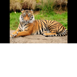 Roblox Big Tiger