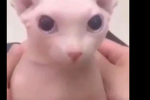 kitttttttttttttttttttttttttttty