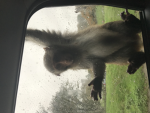 Monkeys.rule.earth