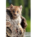 The Lynx Group
