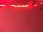 TeddyTingzz