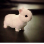 Puppy’s house