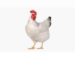 Chicken. Gange