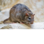 the gucci rats
