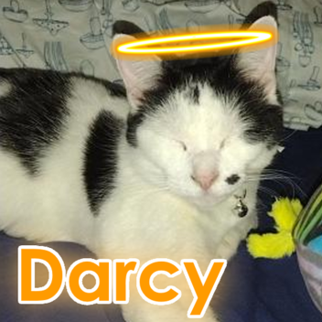 Darcy Worship