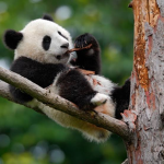Panda Ryan