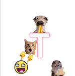 Taloloteam