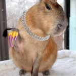 Cabybara(Okay I pull up)