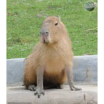 Capybara Original Group
