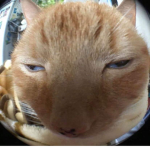 meoww<3