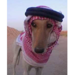 قروب السلق