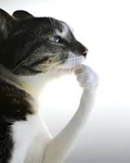 ⇋