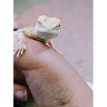 Bearded lizard